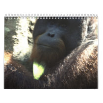 Wildlife Photography 2011 calendars