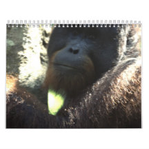 Wildlife Photography 2013 Wall Calendars