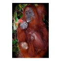 Wildlife poster posters by Rebecca_Reeder Wildlife poster posters