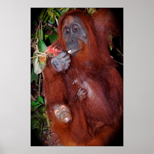 Wildlife poster