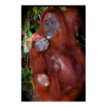 Wildlife poster posters