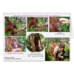 Wildlife Romantic Humor cards
