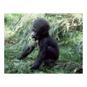 Wildlife Set - Baby Gorilla Close-up Poster posters
