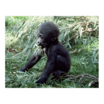 Wildlife Set - Baby Gorilla Close-up Poster posters by MuseMagic Wildlife Set - Baby Gorilla Close-up Poster posters