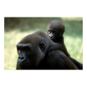 Wildlife Set - Gorilla Close-up Poster posters