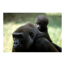 Wildlife Set - Gorilla Close-up Poster posters by MuseMagic Wildlife Set - Gorilla Close-up Poster posters