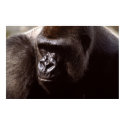Wildlife Set -  Gorilla Close-up Poster posters