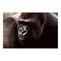 Wildlife Set - Gorilla Close-up Poster posters by MuseMagic Wildlife Set - Gorilla Close-up Poster posters