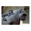 Wildlife Set - Gorilla Close-up Poster posters by MuseMagic Wildlife Set - Gorilla Close-up Poster posters