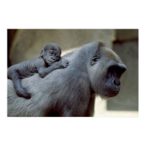 Wildlife Set - Gorilla Close-up Poster posters by MuseMagic Wildlife Set - Gorilla Close-up Poster posters