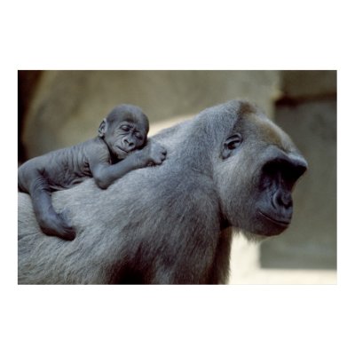 Wildlife Set - Gorilla Close-up Poster by MuseMagic