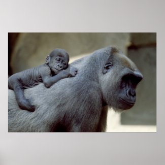 Wildlife Set - Gorilla Close-up Poster print