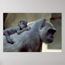 Wildlife Set - Gorilla Close-up Poster