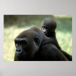 Wildlife Set - Gorilla Close-up Poster