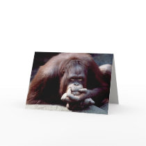 Wildlife Set - Primates 10 cards