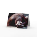 Wildlife Set - Primates 10 cards