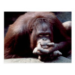 Wildlife Set - Primates 10 Post Cards