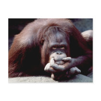 Wildlife Set - Primates 10 postcards by MuseMagic Wildlife Set - Primates 10 postcards