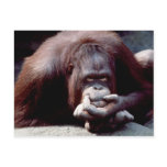 Wildlife Set - Primates 10 Post Cards