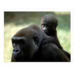 Wildlife Set - Primates 11 Post Cards
