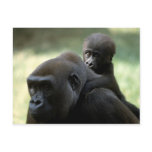 Wildlife Set - Primates 11 Post Cards