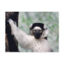 Wildlife Set - Primates 12 Postcard