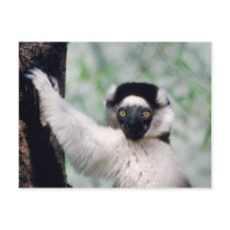 Wildlife Set - Primates 12 postcards by MuseMagic Wildlife Set - Primates 12 postcards