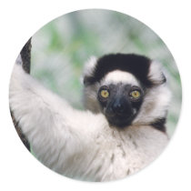 Wildlife Set - Primates 12 stickers by MuseMagic Wildlife Set - Primates 12 stickers