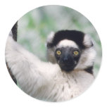 Wildlife Set - Primates 12 Sticker