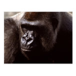 Wildlife Set - Primates 13 Post Cards