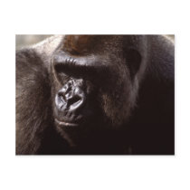 Wildlife Set - Primates 13 postcards by MuseMagic Wildlife Set - Primates 13 postcards