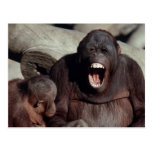 Wildlife Set - Primates 1 Post Cards