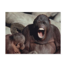 Wildlife Set - Primates 1 postcards by MuseMagic Wildlife Set - Primates 1 postcards