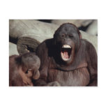Wildlife Set - Primates 1 Post Cards