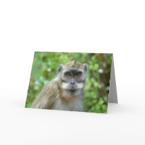 Wildlife Set - Primates 2 Greeting Card