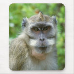 Wildlife Set - Primates 2 Mouse Mat