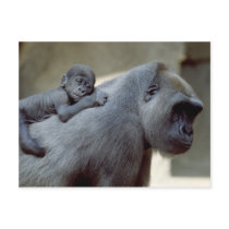 Wildlife Set - Primates 3 Postcard