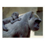 Wildlife Set - Primates 3 Postcard