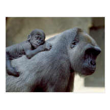 Wildlife Set - Primates 3 Postcard