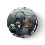 Wildlife Set - Primates 4 buttons