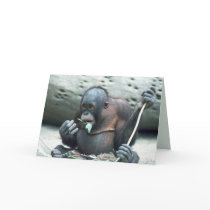 Wildlife Set - Primates 4 Cards