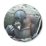 Wildlife Set - Primates 4 Fridge Magnets