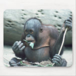 Wildlife Set - Primates 4 Mouse Mat