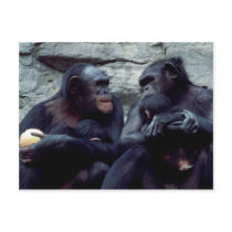 Wildlife Set - Primates 5 postcards by MuseMagic Wildlife Set - Primates 5 postcards