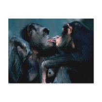 Wildlife Set - Primates 6 postcards by MuseMagic Wildlife Set - Primates 6 postcards