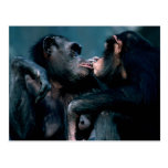 Wildlife Set - Primates 6 Postcard