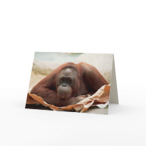 Wildlife Set - Primates 7 Cards