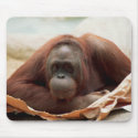 Wildlife Set - Primates 7 mousepads