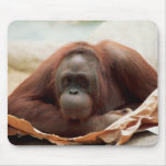 Wildlife Set - Primates 7 Mouse Mat