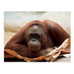 Wildlife Set - Primates 7 Post Card